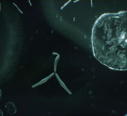 EXP 002: Bacteria preview image